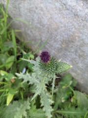 Cirsium vulgare