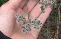 Fleischmannia prasiifolia