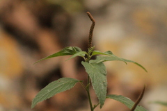 Acalypha monostachya