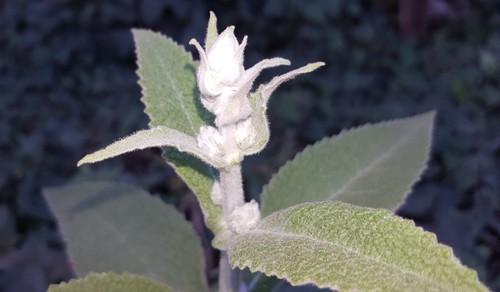 Argentine butterfly bush