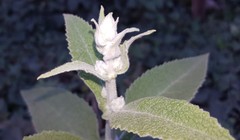 Buddleja stachyoides