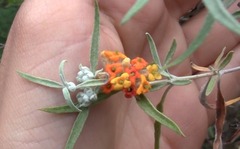 Buddleja mendozensis