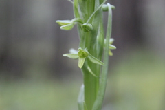 Platanthera volcanica