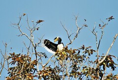 Anthracoceros coronatus