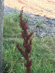 Rumex crispus