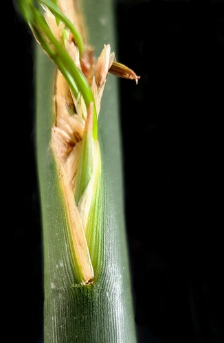 Image of Juncus textilis by (c) Charla, some rights reserved (CC BY)