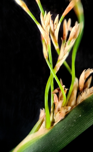 Image of Juncus textilis by (c) Charla, some rights reserved (CC BY)