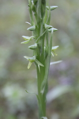 Platanthera volcanica
