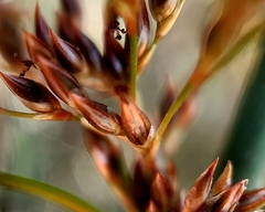 Juncus textilis