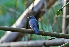 Cyornis pallidipes
