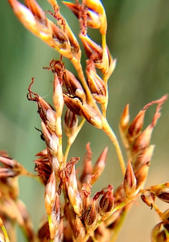 Image of Juncus textilis by (c) Charla, some rights reserved (CC BY)
