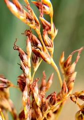 Juncus textilis