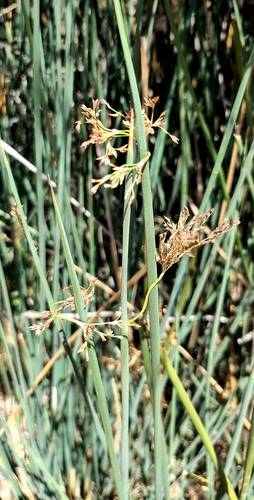 Juncus textilis, photograph 6