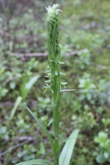 Platanthera volcanica