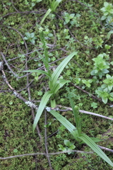 Platanthera volcanica