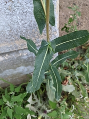 Lactuca serriola