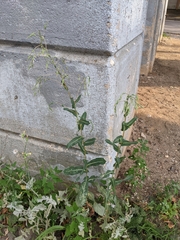 Lactuca serriola