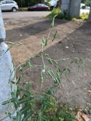 Lactuca serriola