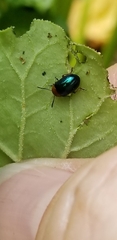 Gastrophysa polygoni