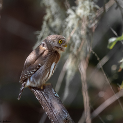 Glaucidium sanchezi