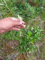 Silene chamarensis