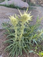 Cirsium scopulorum