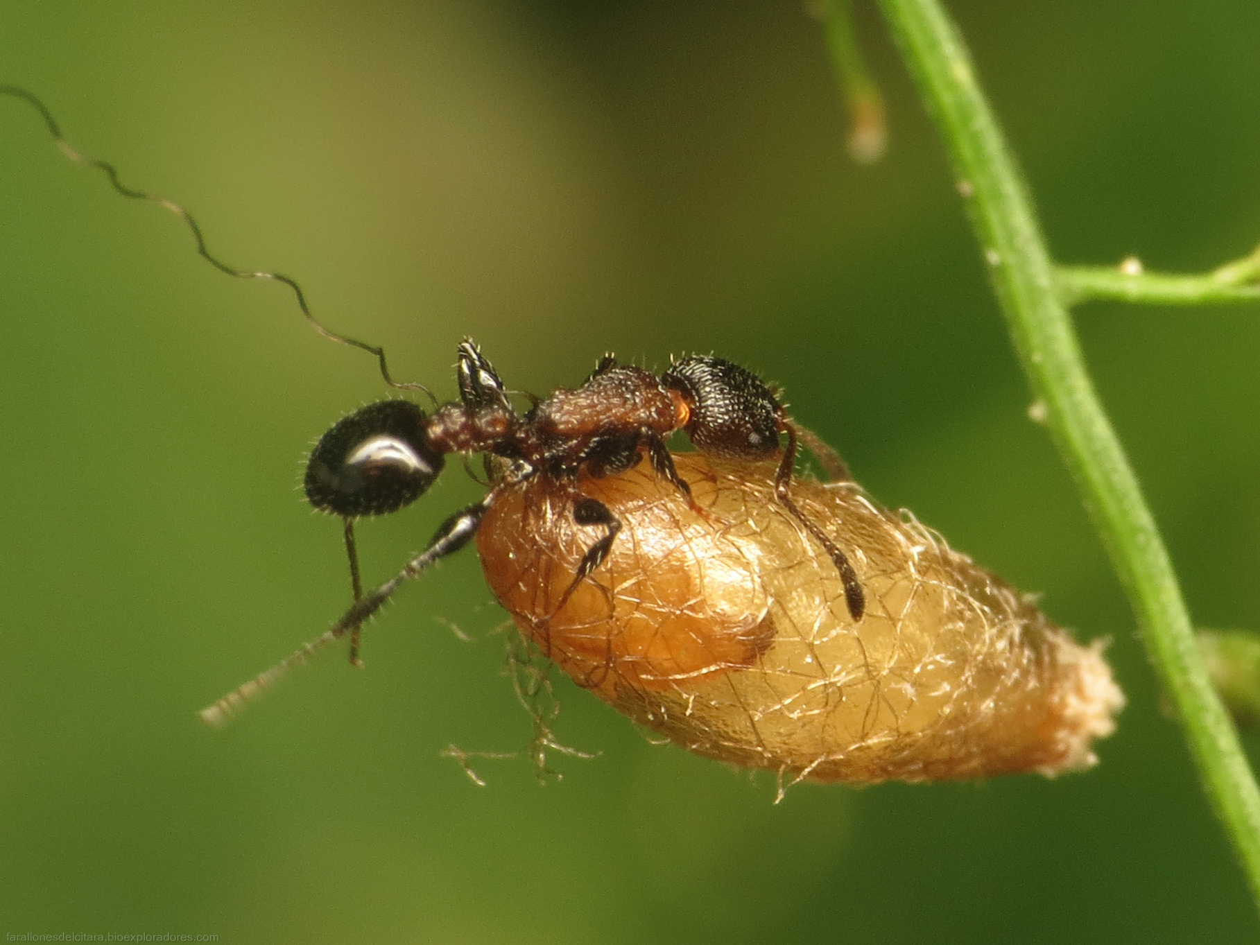 Nesomyrmex asper
