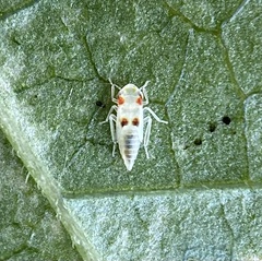 Erythroneura elegantula