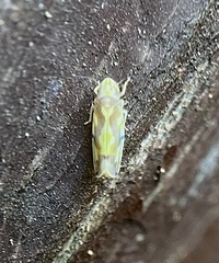 Erythroneura elegantula