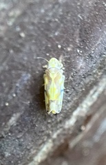 Erythroneura elegantula