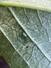 Erythroneura elegantula