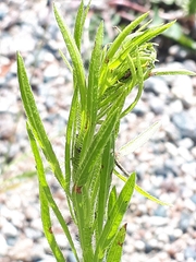 Achillea alpina