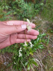 Silene chamarensis