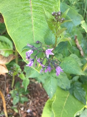 Solanum dulcamara