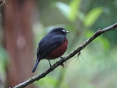 Ochthoeca cinnamomeiventris