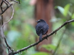 Ochthoeca cinnamomeiventris