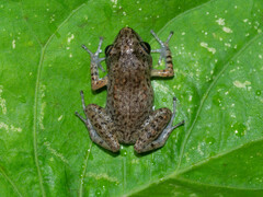 Eleutherodactylus planirostris