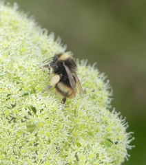 Bombus mckayi