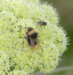 Bombus mckayi