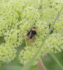 Bombus mckayi