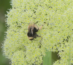 Bombus mckayi