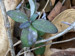 Erysiphe caprifoliacearum