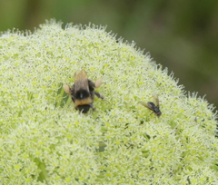Bombus mckayi