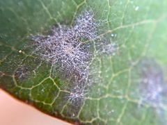 Erysiphe caprifoliacearum