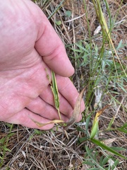 Dichanthelium xanthophysum