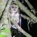 Tamaulipas Mottled Owl - Photo (c) isabel_soria, some rights reserved (CC BY-NC), uploaded by isabel_soria