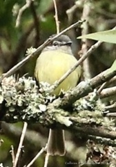 Phyllomyias griseiceps