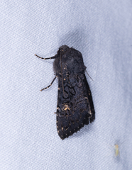 Melanchra assimilis