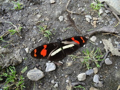 Heliconius telesiphe