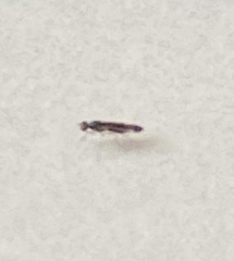 Diptera